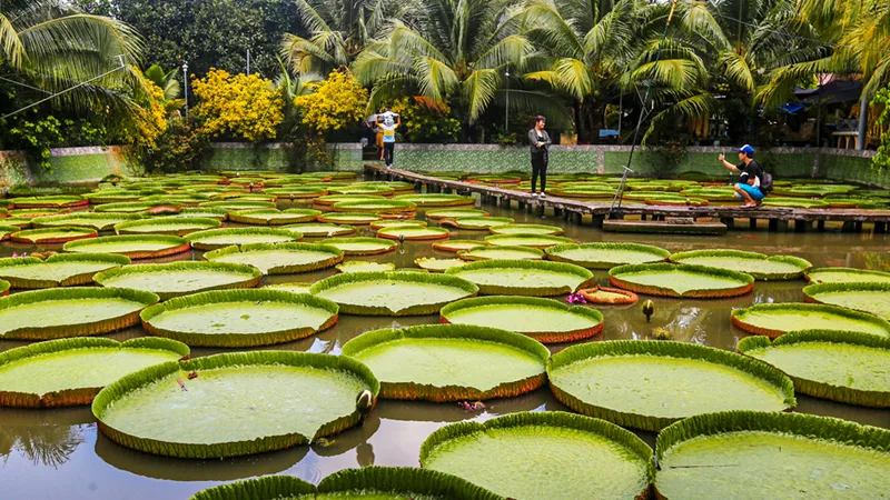 Đồng Tháp mang vẻ đẹp mộc mạc, bình yên và rực rỡ của vùng đất Sen Hồng.